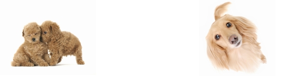 トイ・プードル/ミニチュアダックスフンド